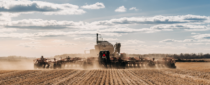 wheat news, spring wheat survey, Minnesota wheat