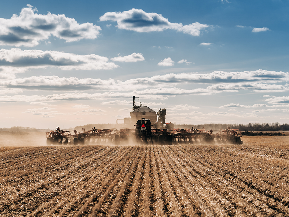 wheat news, spring wheat survey, Minnesota wheat