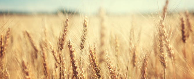 wheat news, prairie grains magazine