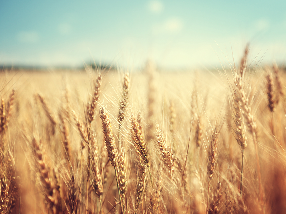 wheat news, prairie grains magazine