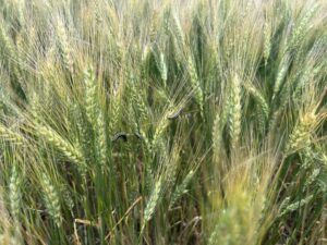 wheat news, armyworm infestation